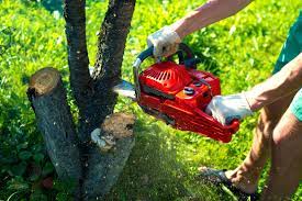 Tree Cutting Sydney